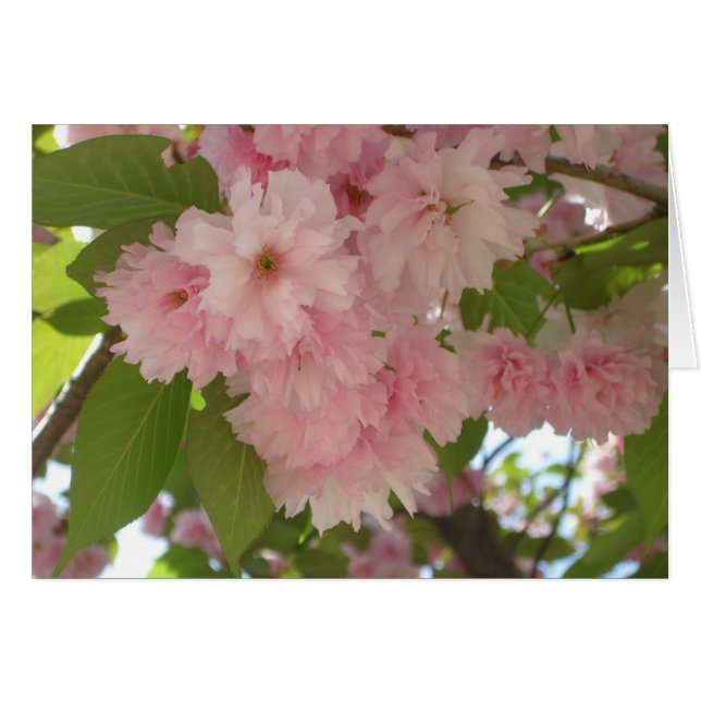 Double Blossoming Cherry Tree II Spring Floral (Front Horizontal)