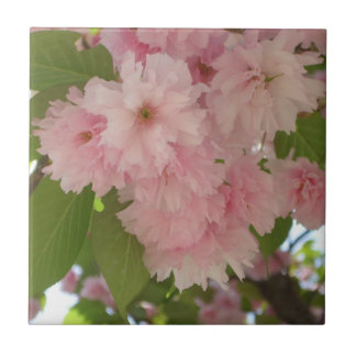 Double Blossoming Cherry Tree II Spring Floral Tile
