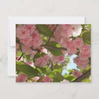 Double Blossoming Cherry Tree III Spring Floral