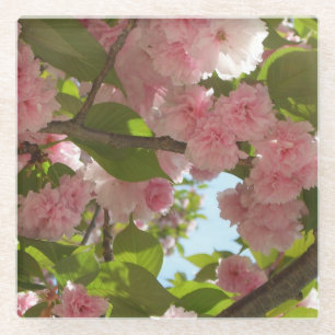 Double Blossoming Cherry Tree III Spring Floral Glass Coaster