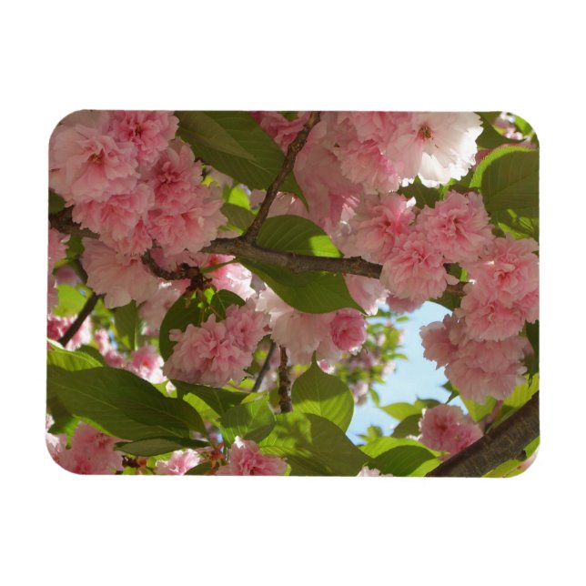 Double Blossoming Cherry Tree III Spring Floral Magnet (Horizontal)