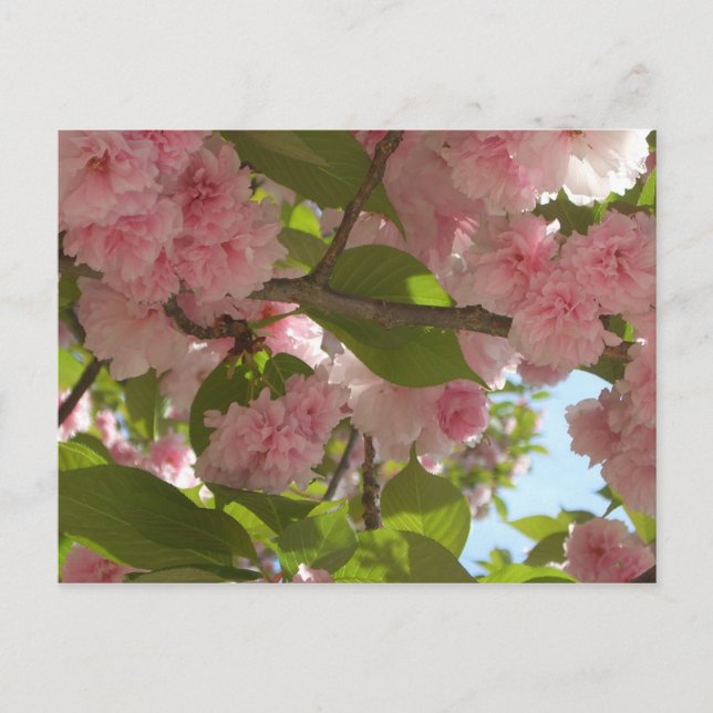 Double Blossoming Cherry Tree III Spring Floral Postcard (Front)