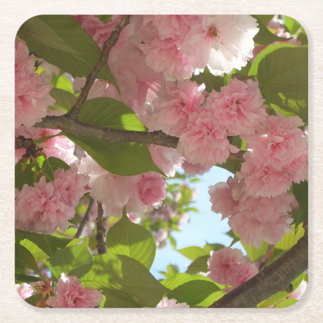 Double Blossoming Cherry Tree III Spring Floral Square Paper Coaster (Front)