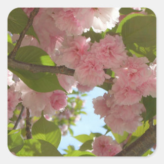 Double Blossoming Cherry Tree III Spring Floral Square Sticker