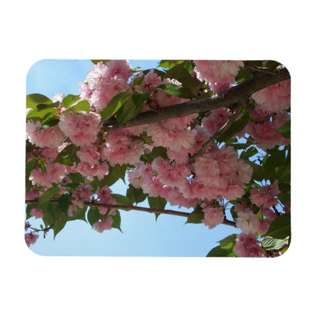 Double Blossoming Cherry Tree IV Spring Magnet (Horizontal)