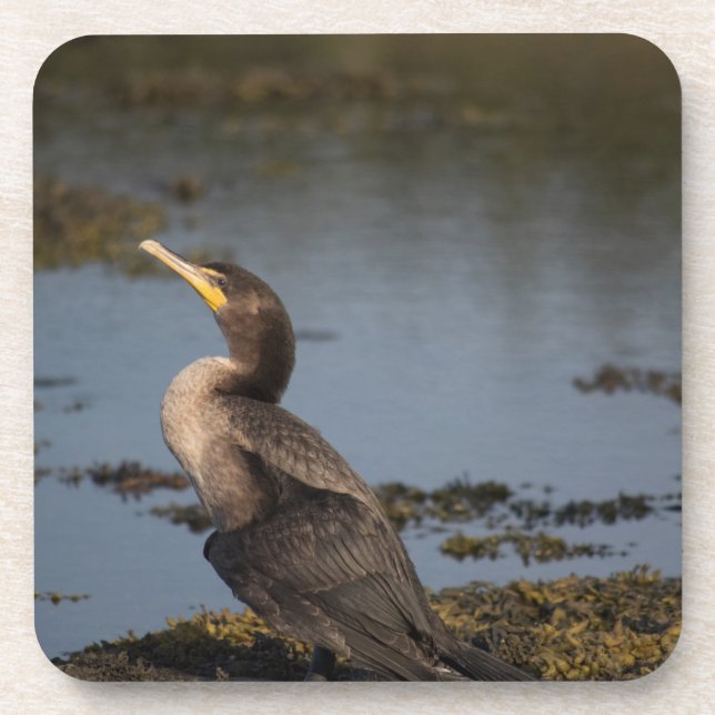 Double breasted cormorant coaster (Front)