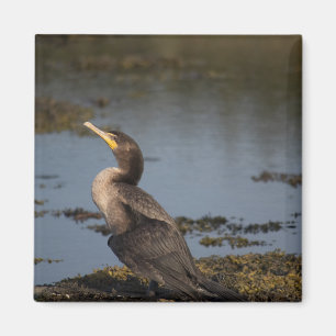 Double breasted cormorant magnet