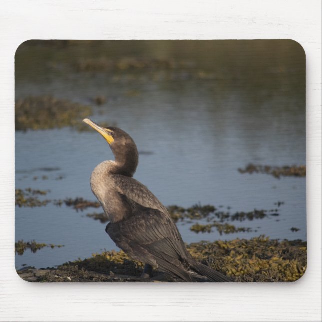 Double breasted cormorant mouse pad (Front)