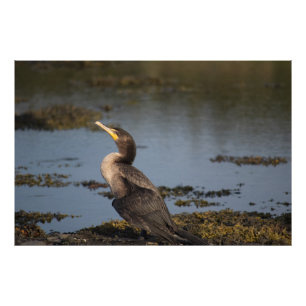 Double breasted cormorant photo print