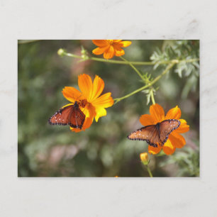 Double Butterfly Postcard