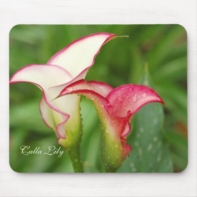 Double Calla Lily Mousepad (Front)