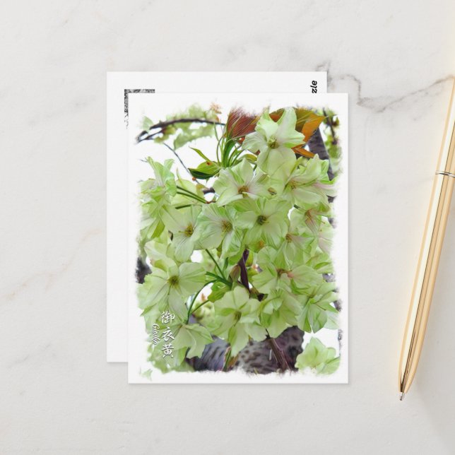 Double Cherry Blossom: Gioiko Postcard (Front/Back In Situ)