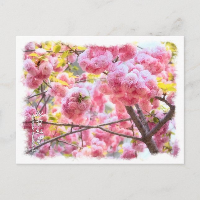 Double Cherry Blossom: Matsumae Deep Pink Postcard (Front)