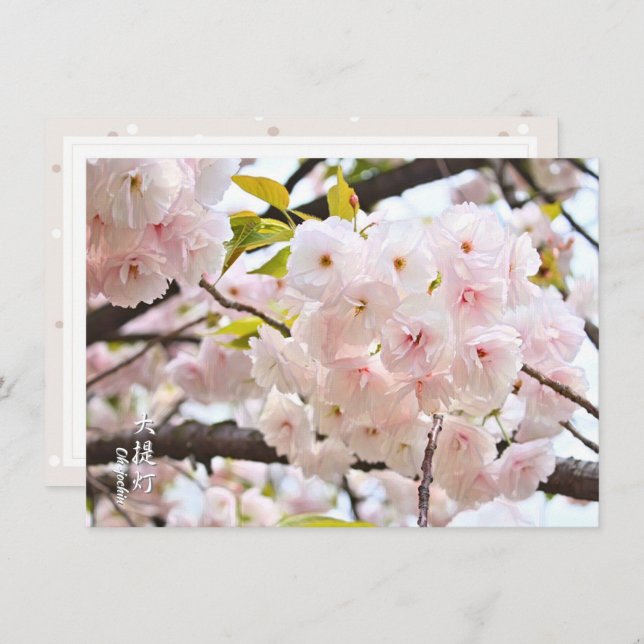 Double Cherry Blossom: Oh-jochin Card (Front/Back)
