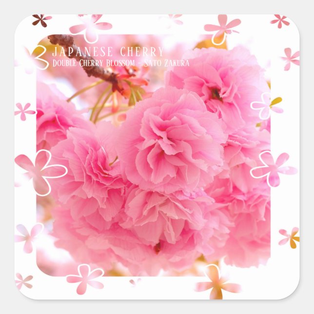Double Cherry Blossom: Sato-zakura スクエアシール Square Sticker (Front)