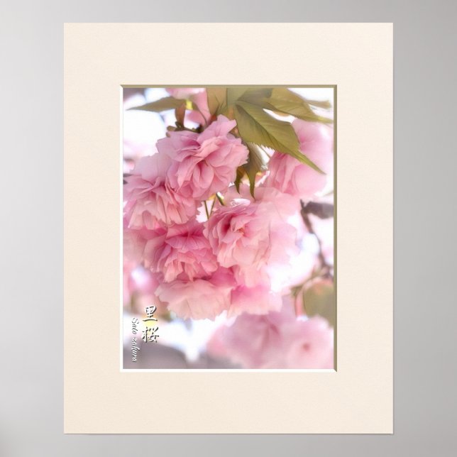 Double Cherry Blossom: Sato-zakura ポスター Poster (Front)