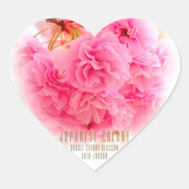 Double Cherry Blossom: Sato-zakura Heart Sticker (Front)