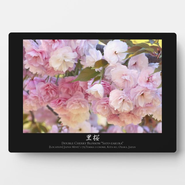 Double Cherry Blossom: Sato-zakura Plaque (Front)