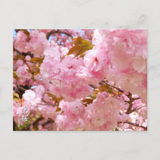 Double Cherry Blossom: Sato-zakura Postcard