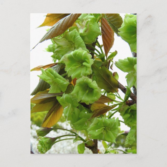 Double cherry blossoms: Gioiko [Postcard] Postcard (Front)