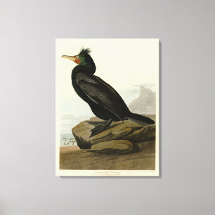 Double-crested Cormorant Audubon Birds of America Canvas Print