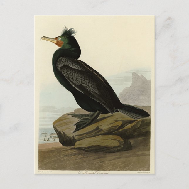 Double-crested Cormorant Audubon Birds of America  Postcard (Front)