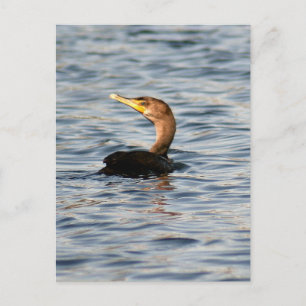 Double Crested Cormorant Bird Photo Postcard