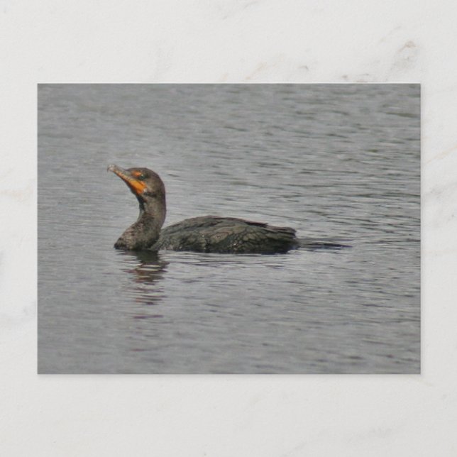 Double Crested Cormorant Bird Photo Postcard (Front)