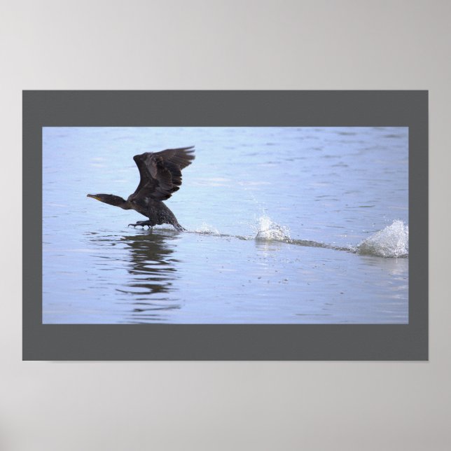Double-crested Cormorant Bird Poster (Front)