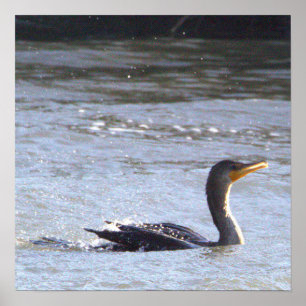 Double-crested Cormorant Bird Poster