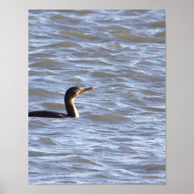 Double-crested Cormorant Bird Poster (Front)