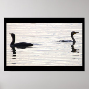 Double-crested Cormorant Birds Poster