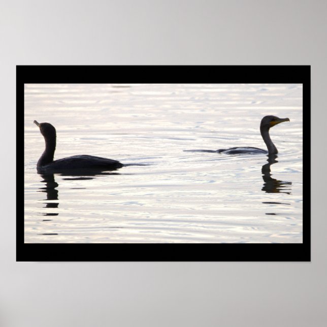 Double-crested Cormorant Birds Poster (Front)