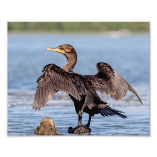 Double-crested Cormorant on Lake Champlain Photo Print