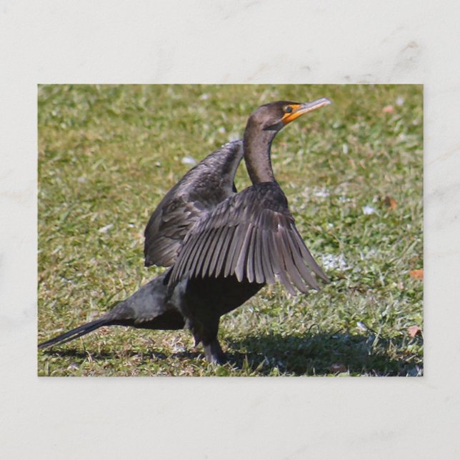 Double Crested Cormorant Photo Postcard (Front)