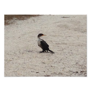 Double-Crested Cormorant Photo Print