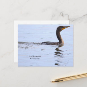 Double-crested Cormorant Postcard