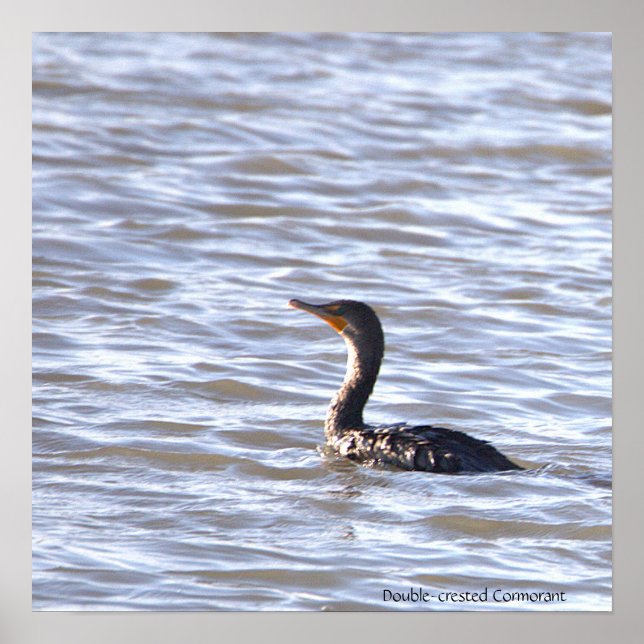 Double-crested Cormorant Poster (Front)