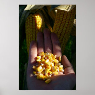 double crop corn poster