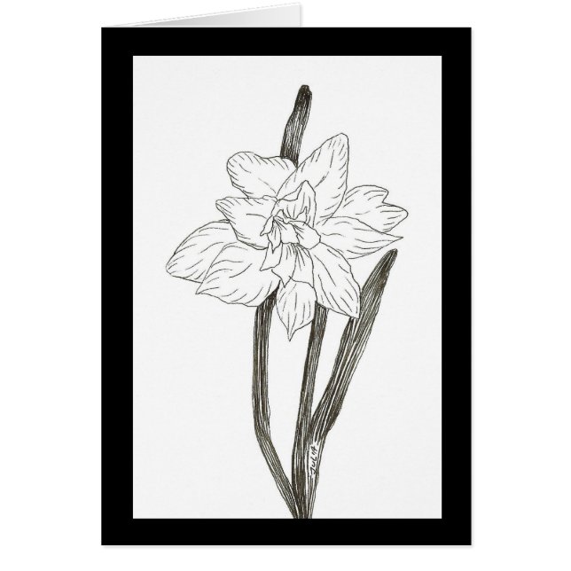 Double Daffodil (Front)