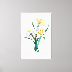 Double Daffodil, Pierre-Joseph Redouté, 1827 Canvas Print