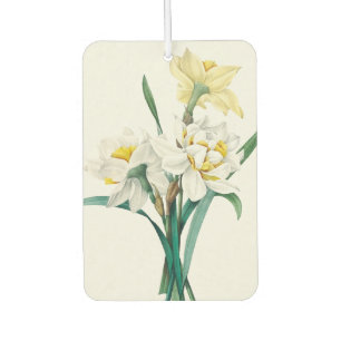 Double Daffodil, Pierre-Joseph Redouté, 1827 Car Air Freshener