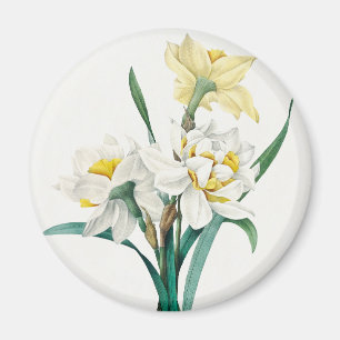 Double Daffodil, Pierre-Joseph Redouté, 1827 Magnet