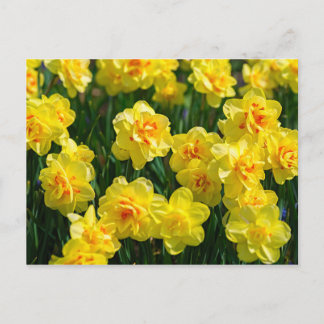 Double Daffodils Postcard