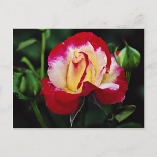 Double Delight Hybrid Tea Rose 'Andeli' White flow Postcard