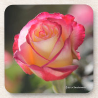 Double Delight Rose