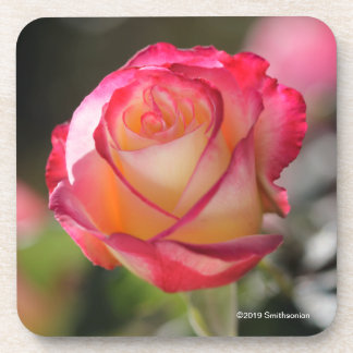 Double Delight Rose Coaster