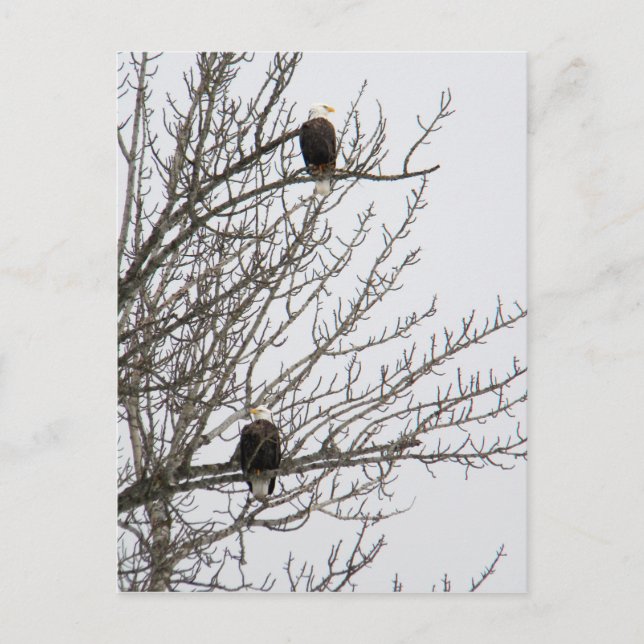 Double Eagle Postcard (Front)