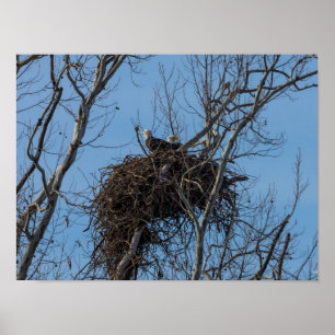 Double Eagle Trouble Poster