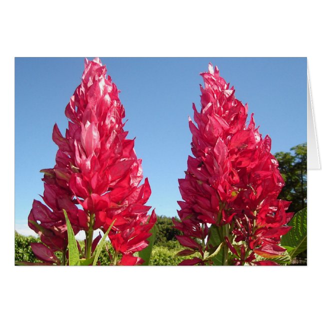 Double Flame Flower v2 (Front Horizontal)